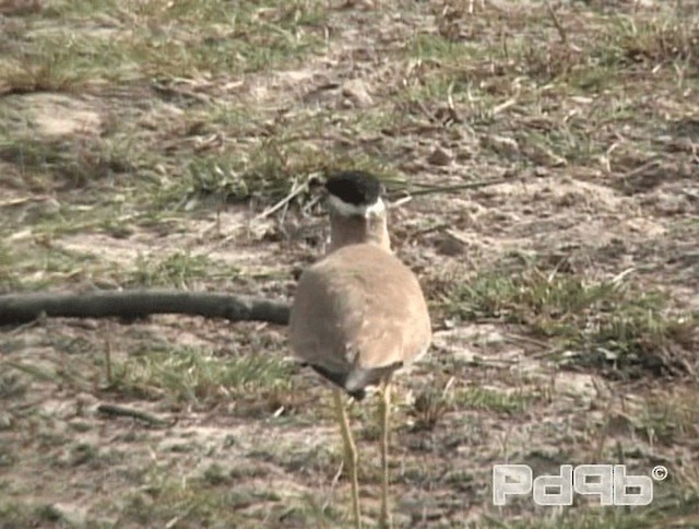 Yellow-wattled Lapwing - ML200996151