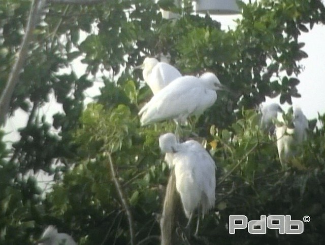 Snowy Egret - ML200996191