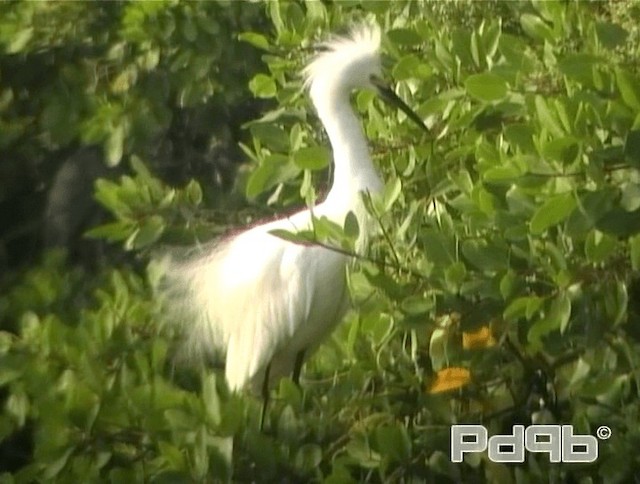 Snowy Egret - ML200996211