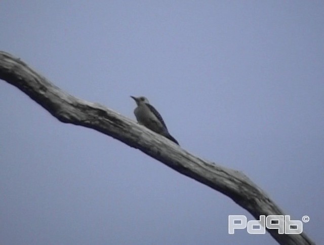 Yucatan Woodpecker - ML200996241