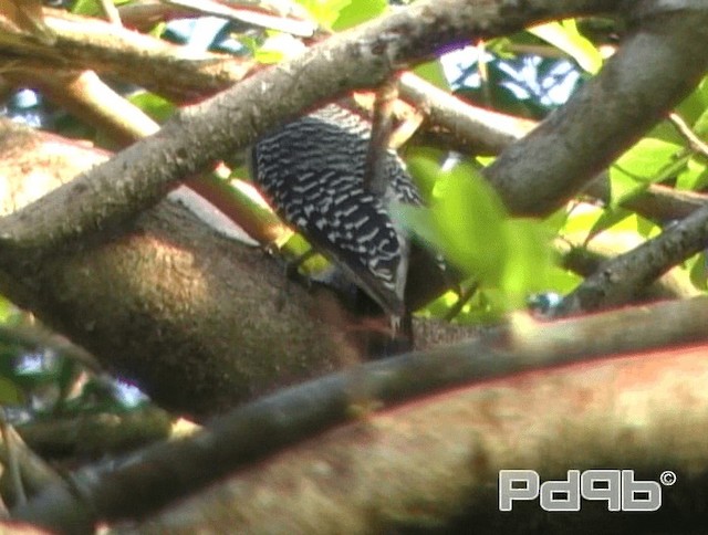 Yucatan Woodpecker - ML200996261