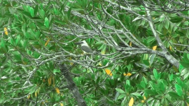 Great-billed Kingfisher - ML200996441