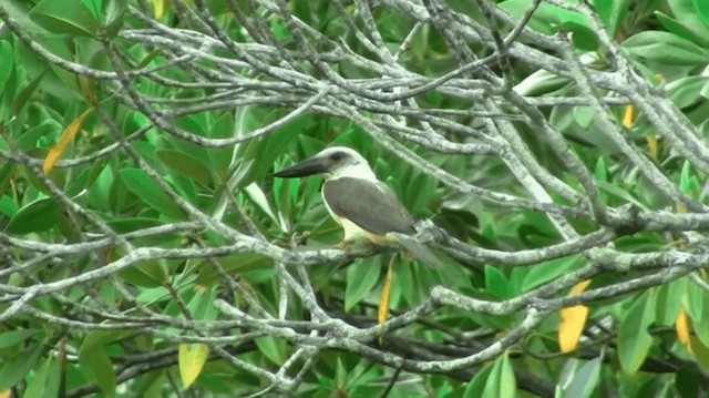 Great-billed Kingfisher - ML200996451