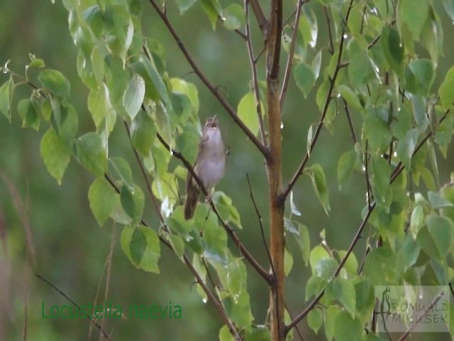 gresshoppesanger - ML200997231