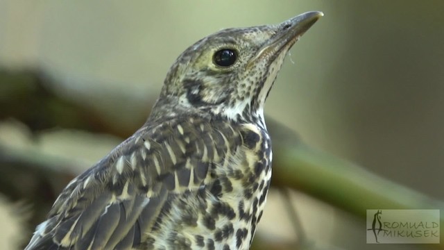 Mistle Thrush - ML200997241