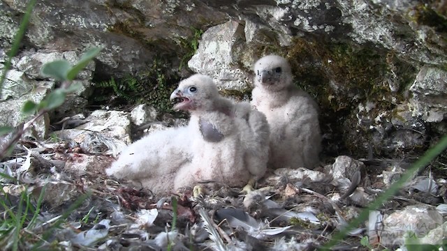 Peregrine Falcon (Eurasian) - ML200997281