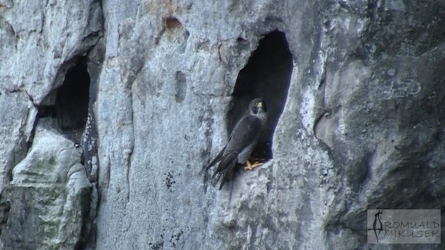 sokol stěhovavý [skupina peregrinus] - ML200997301