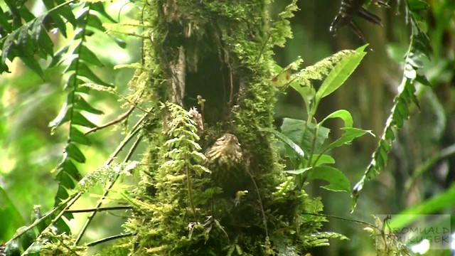 Rusty-winged Barbtail - ML200997331