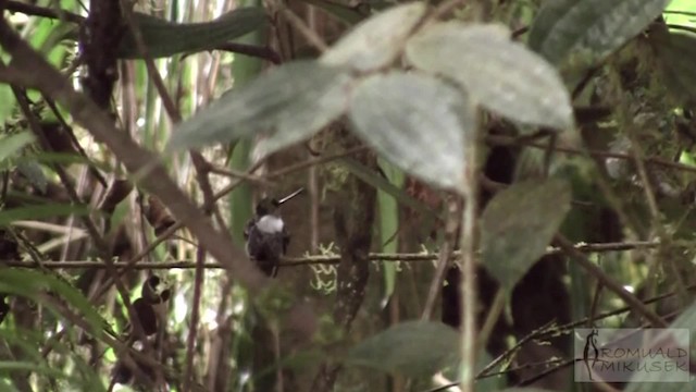 Collared Inca (Collared) - ML200997341