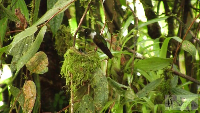 Collared Inca (Collared) - ML200997361