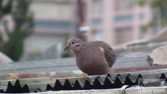 Eared Dove - ML200997371