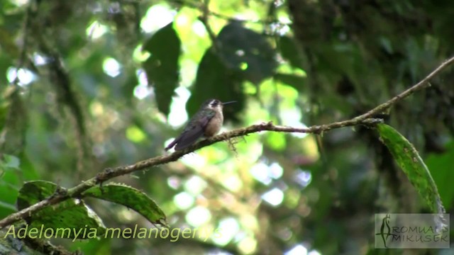 Speckled Hummingbird - ML200997401