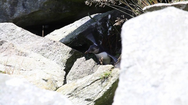 Atlantic Puffin - ML200997451