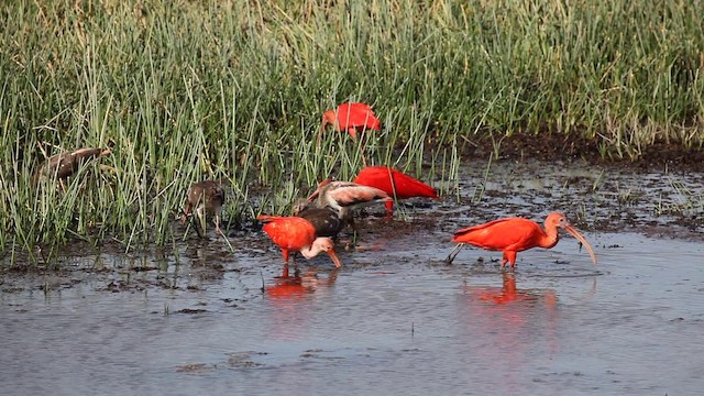 Ibis Escarlata - ML200997521