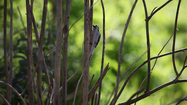 Downy Woodpecker (Eastern) - ML200997551