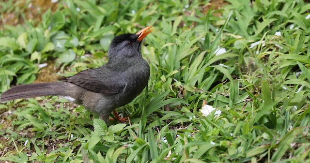Mauritius Bulbul - ML200997681