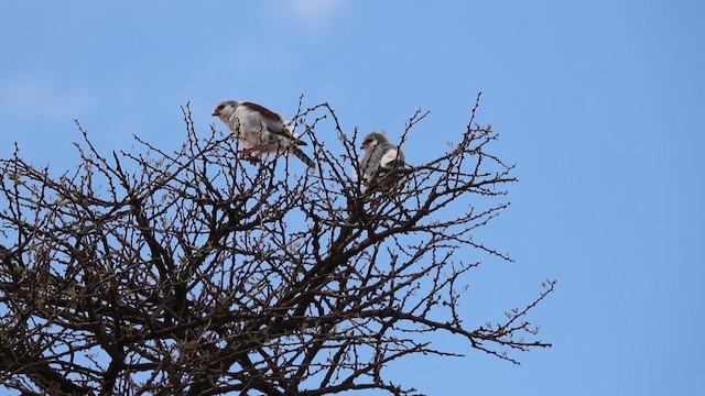 Fauconnet d'Afrique - ML200997691