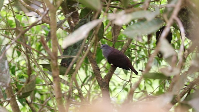 Dusky Pigeon - ML200997731