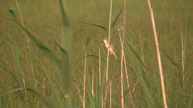 Aquatic Warbler - ML200997771