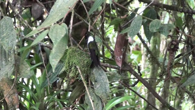 Collared Inca (Collared) - ML200997791