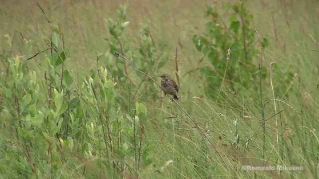 Pipit farlouse - ML200997841