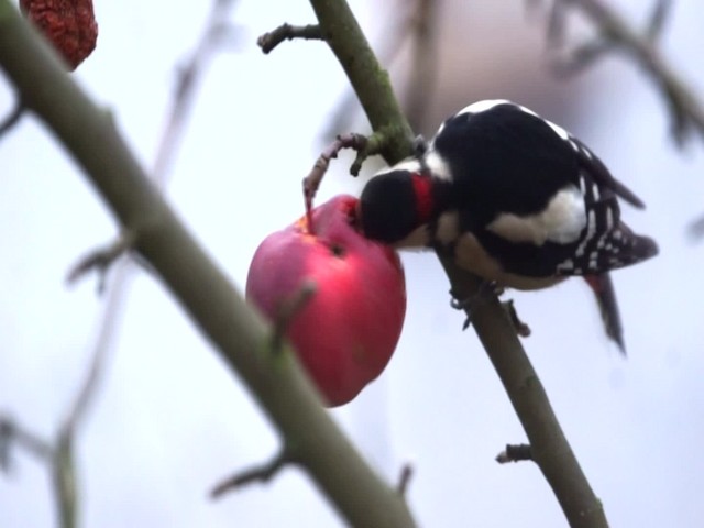 Great Spotted Woodpecker (Great Spotted) - ML200997851