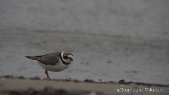 Common Ringed Plover - ML200997861