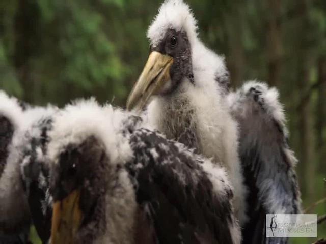 Black Stork - ML200997871