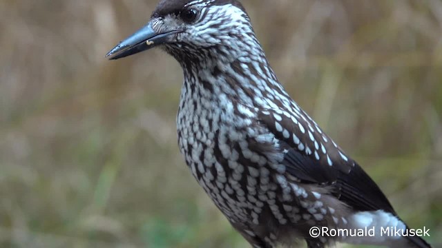 Eurasian Nutcracker (Northern) - ML200997891