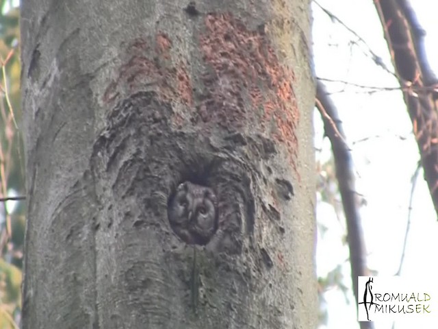 Boreal Owl (Tengmalm's) - ML200997901