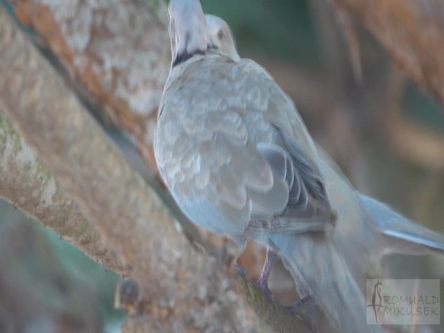 灰斑鳩 - ML200997911