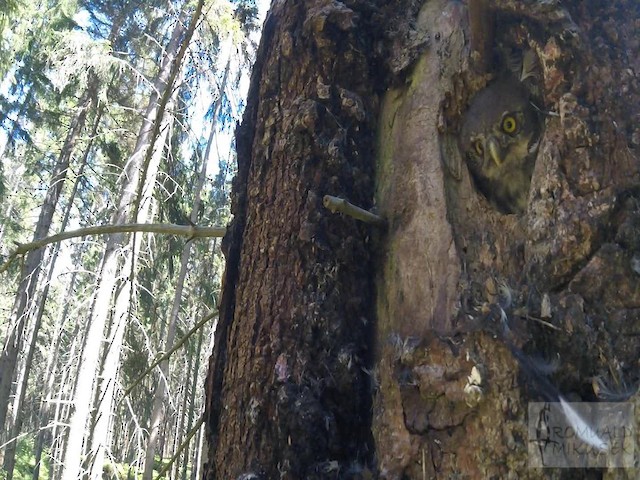 Eurasian Pygmy-Owl - ML200997941