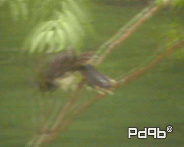 Brown Jay - ML200997981