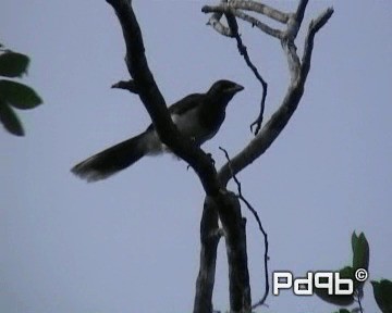 Brown Jay - ML200997991