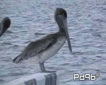 pelikán hnědý (ssp. carolinensis) - ML200998001