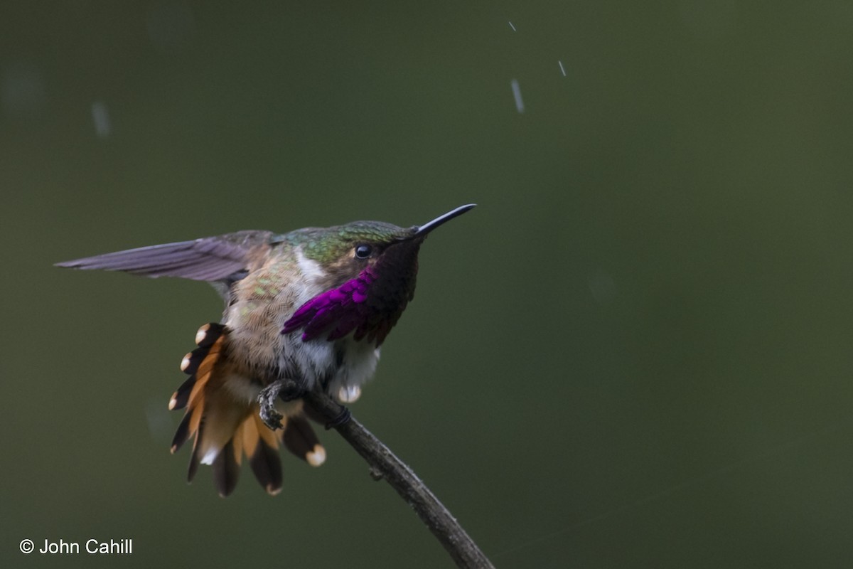 Wine-throated Hummingbird - ML20099801