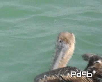 pelikán hnědý (ssp. carolinensis) - ML200998011