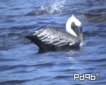 pelikán hnědý (ssp. carolinensis) - ML200998031
