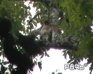 Collared Forest-Falcon - ML200998051