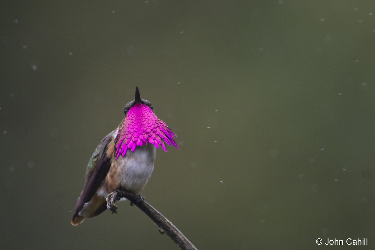 Wine-throated Hummingbird - ML20099811