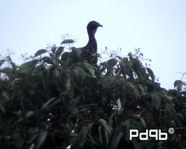Crested Guan - ML200998211