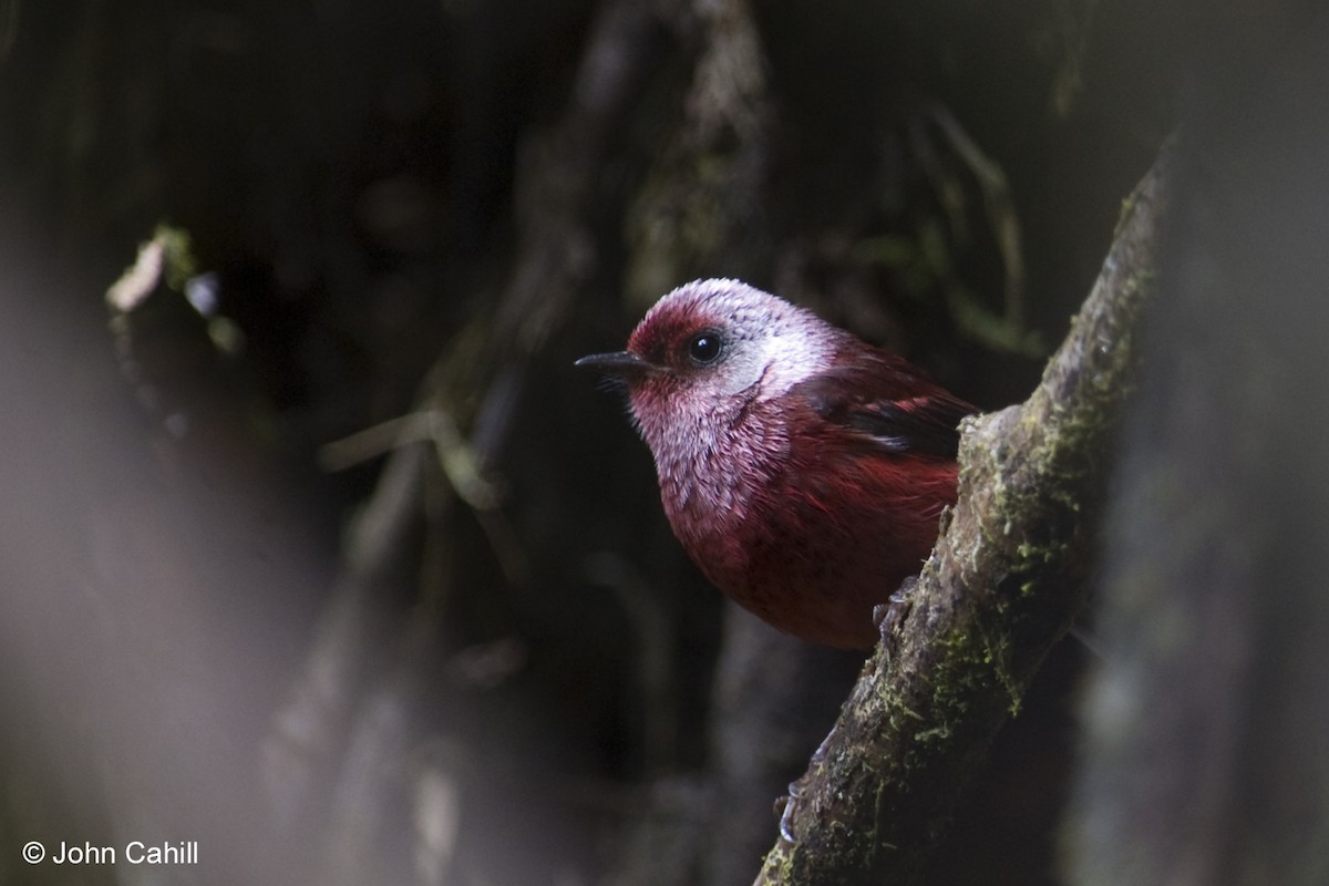 Pink-headed Warbler - ML20099831