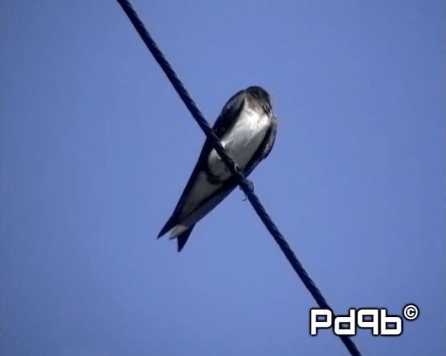 Gray-breasted Martin - ML200998311