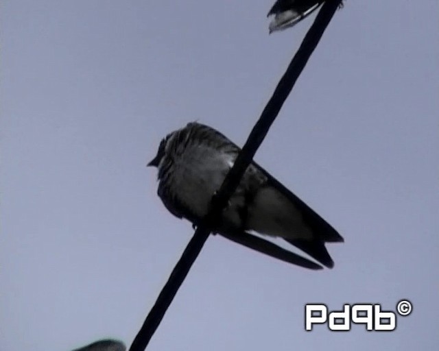 Gray-breasted Martin - ML200998321