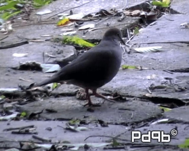 Gray-chested Dove (cerviniventris) - ML200998331