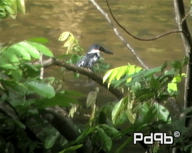 Green Kingfisher - ML200998391