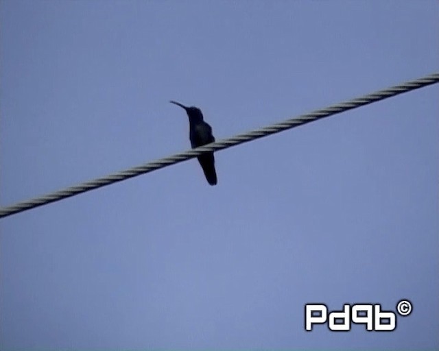 kolibřík lesklý - ML200998411