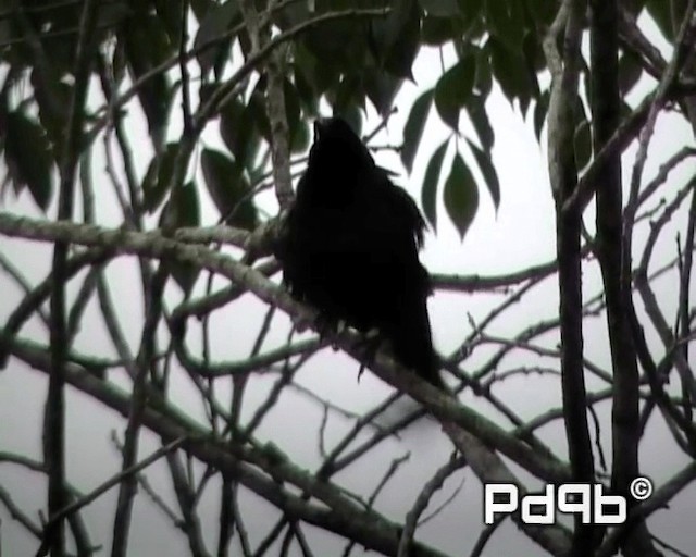 Melodious Blackbird - ML200998561