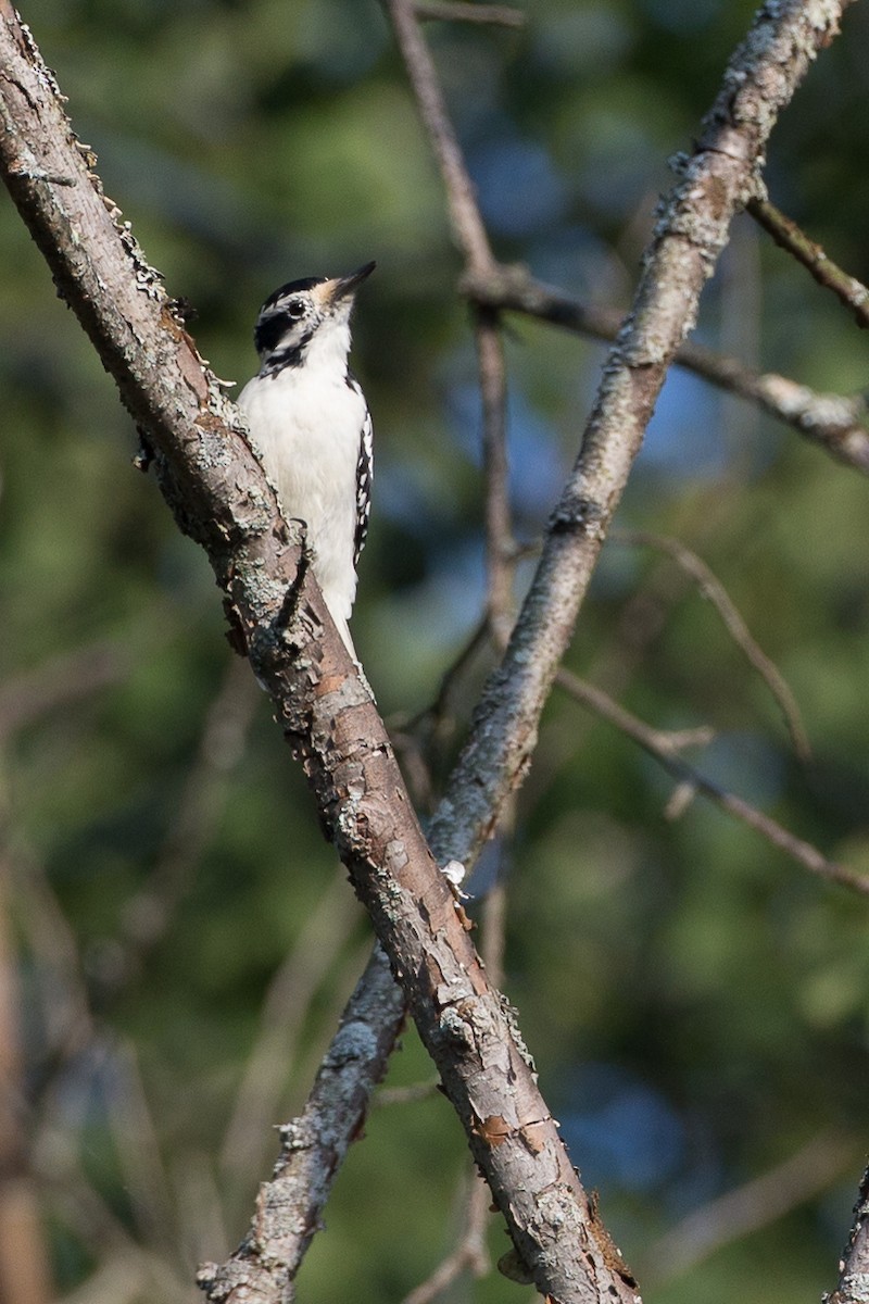 Hairy Woodpecker (Eastern) - ML20100001