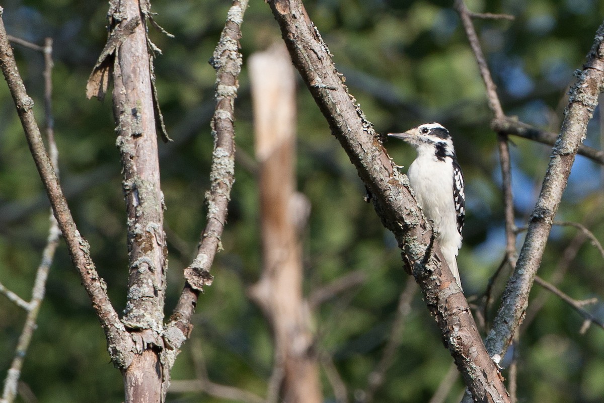 Hairy Woodpecker (Eastern) - ML20100011